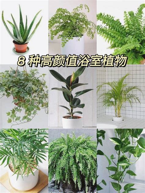 廁所植物推薦|廁所放什麼植物好？4種耐陰且好照顧的植物推薦 